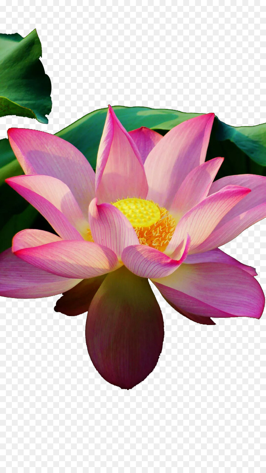 Pembe Lotus，Çiçek Açmak PNG