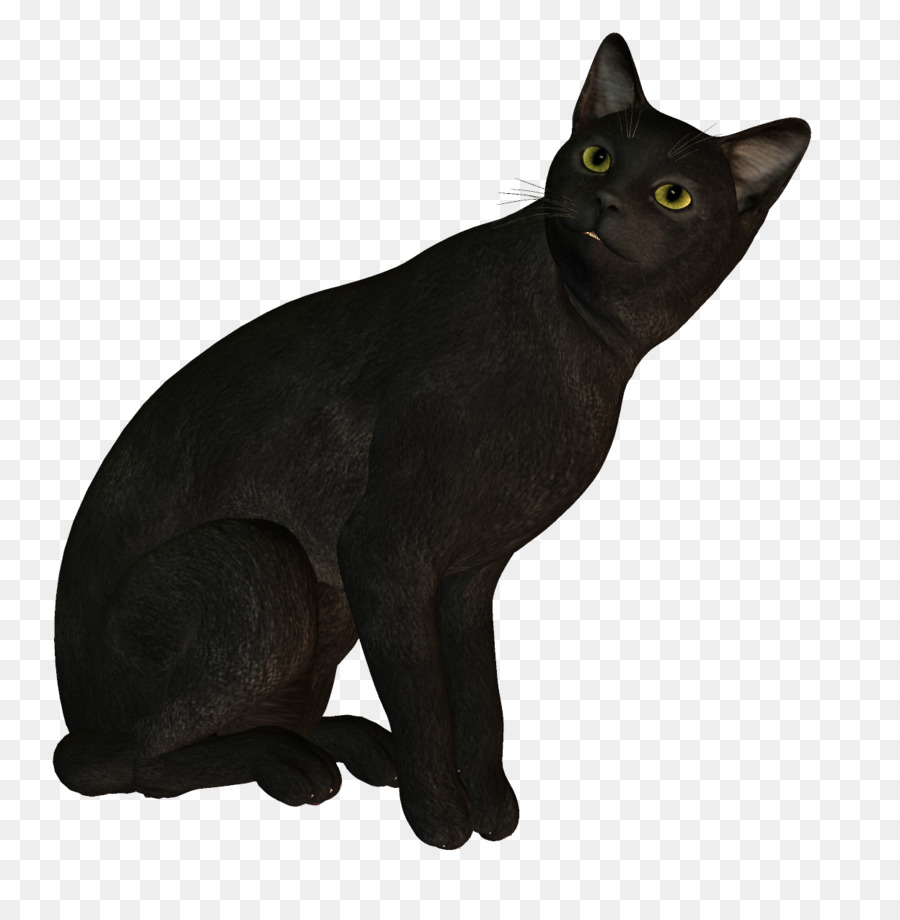 Kara Kedi，Hayvan PNG