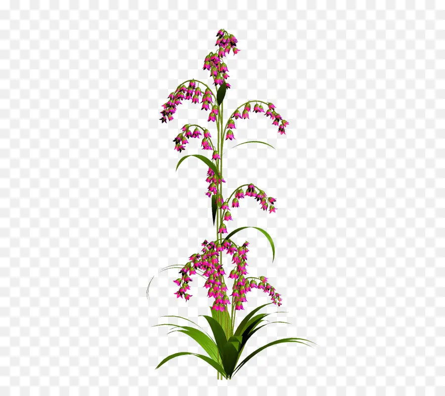 çiçek，Suluboya Resim PNG