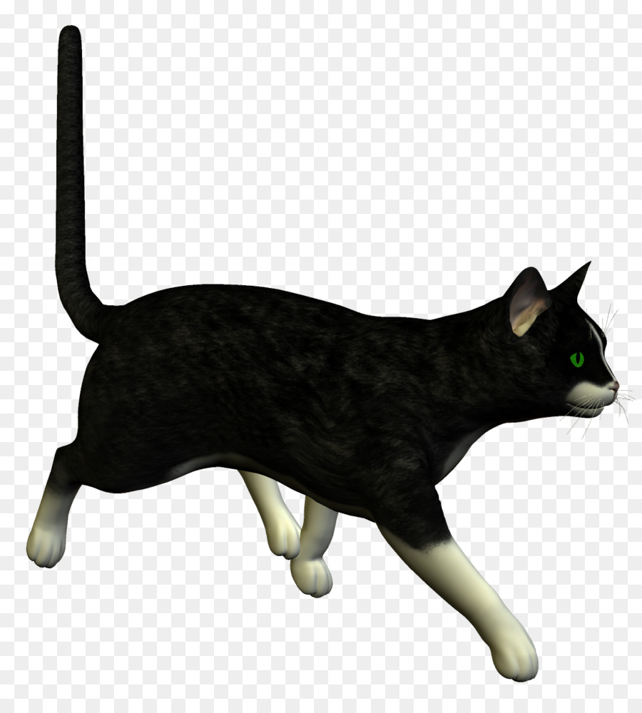 Kedi，Vahşi Kedi PNG