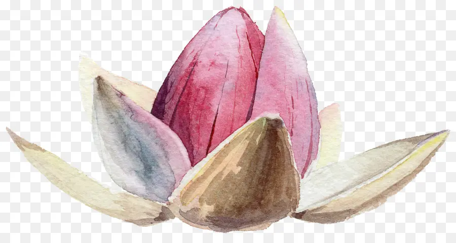 Suluboya Lotus，Su PNG