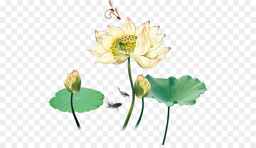 Lotus Çiçeği Çizimi，Lotus PNG