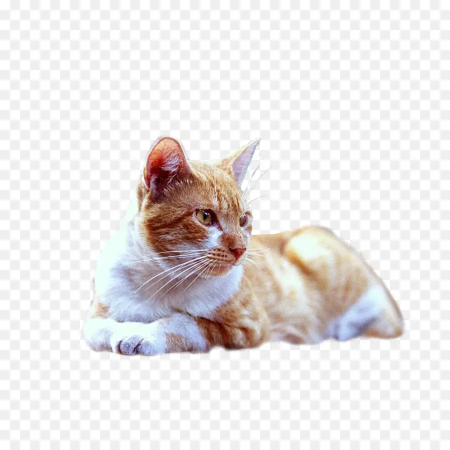 Turuncu Kedi，Kedi PNG