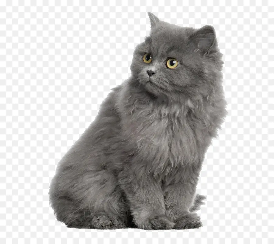 Gri Kedi，Kedi PNG