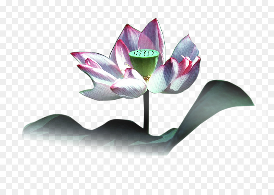 Nelumbo Nucifera，Kimyasal Element PNG