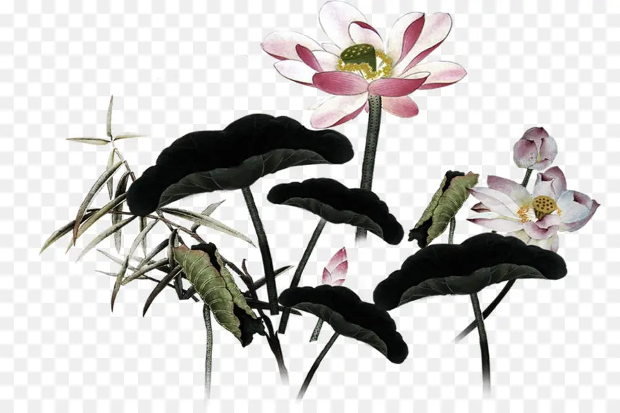 Lotus Ve Yapraklar，Çiçekler PNG