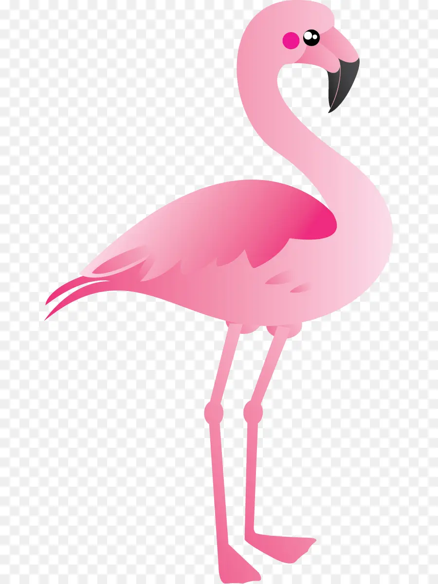 Pembe Flamingo，Bacaklar PNG