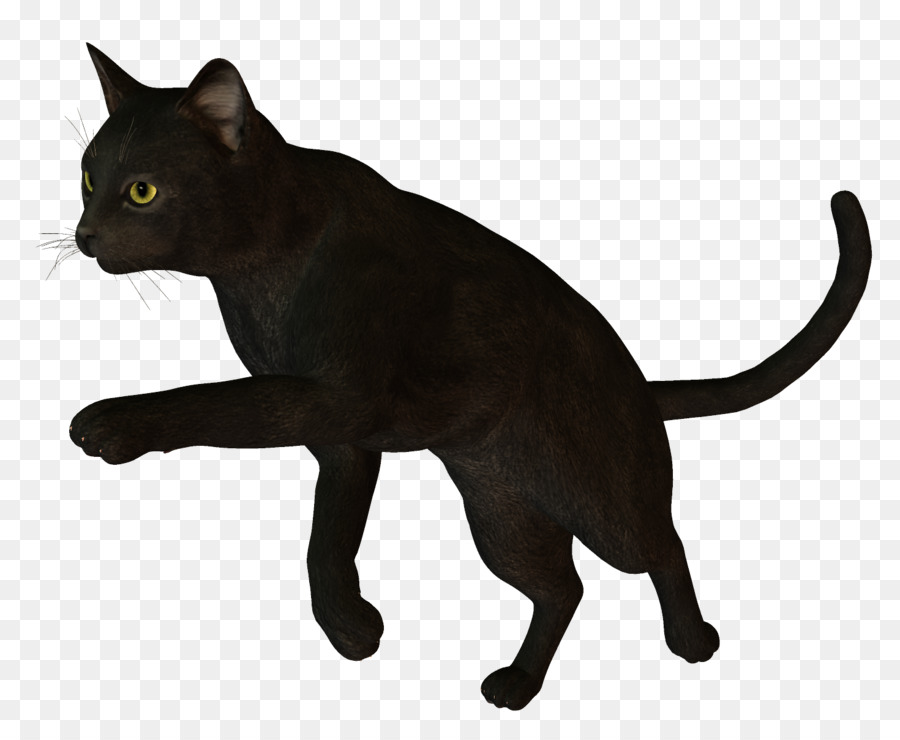 Kedi，Evcil Hayvan PNG