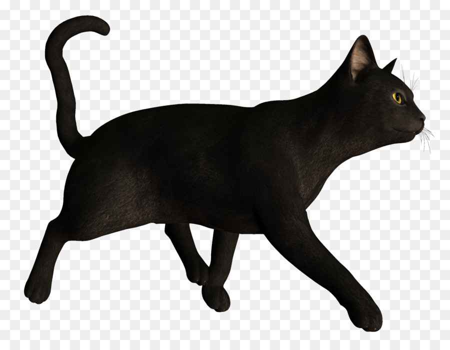 Kara Kedi，Evcil Hayvan PNG