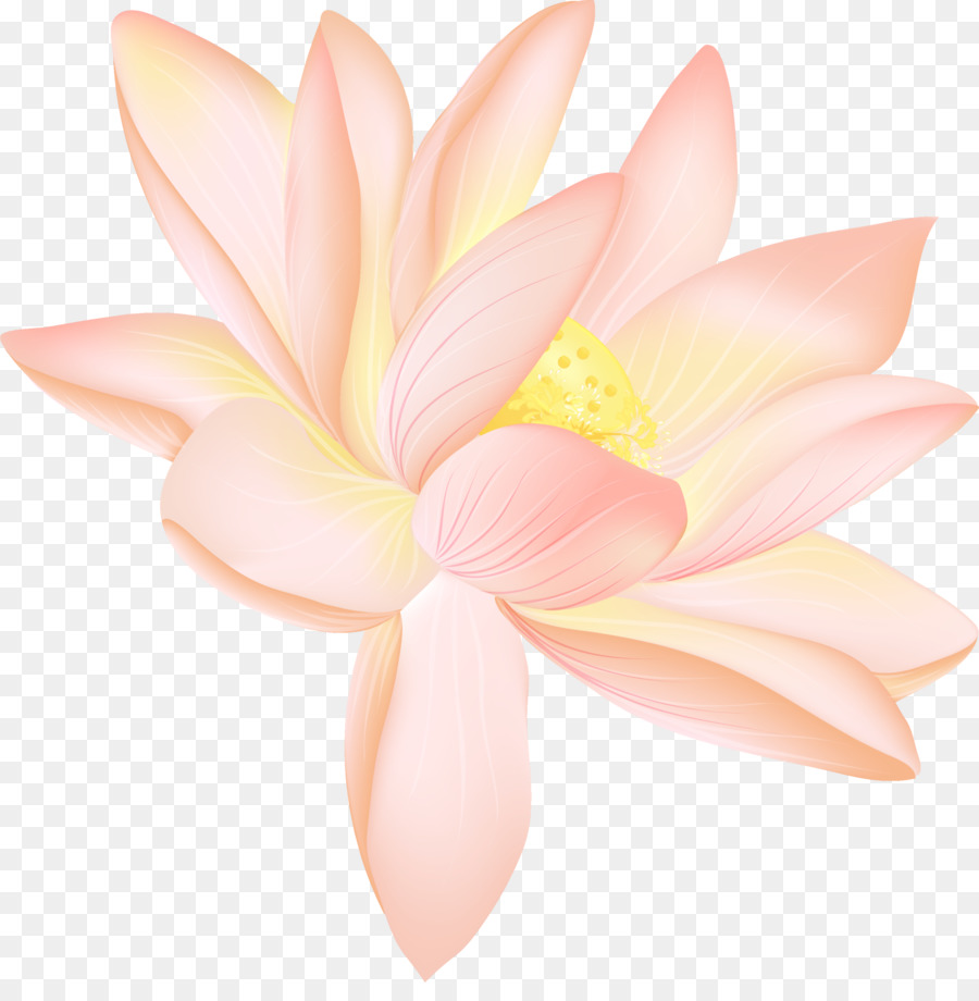 Pembe Lotus，Çiçeği PNG