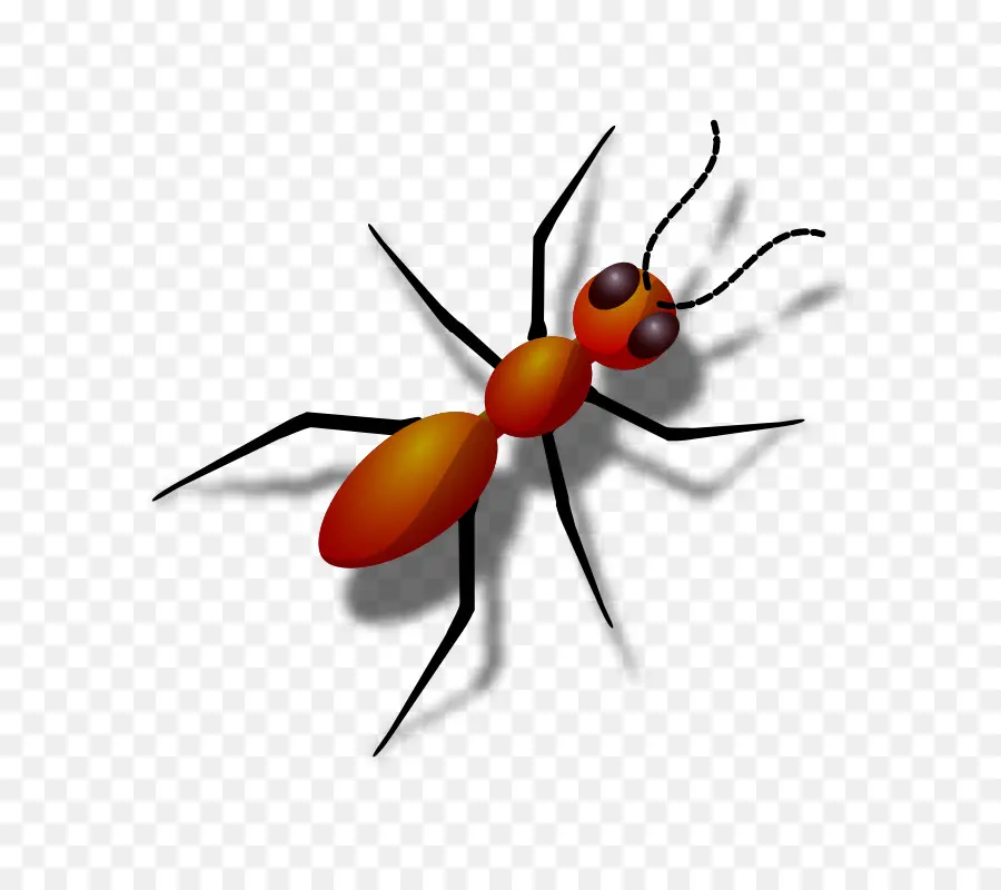Karınca，Karınca Kabak PNG