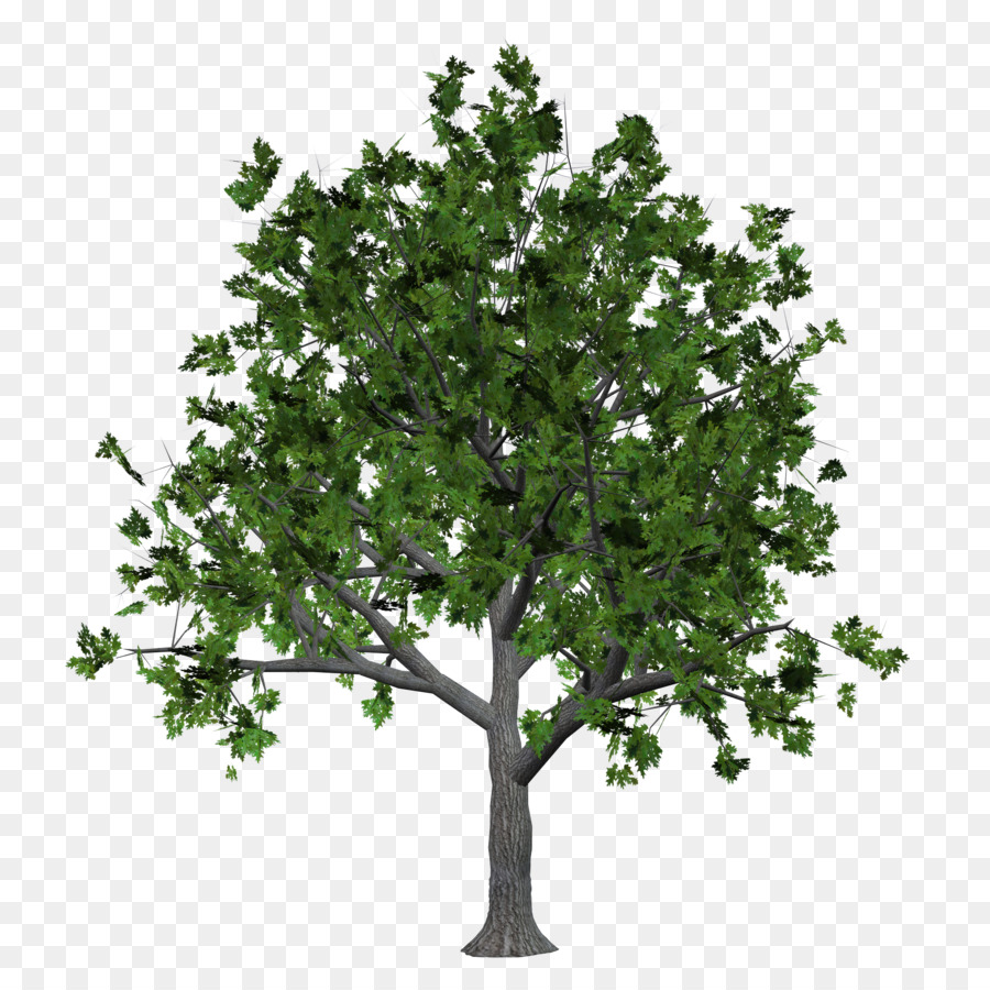 Ağaç，Web Tarayıcı PNG