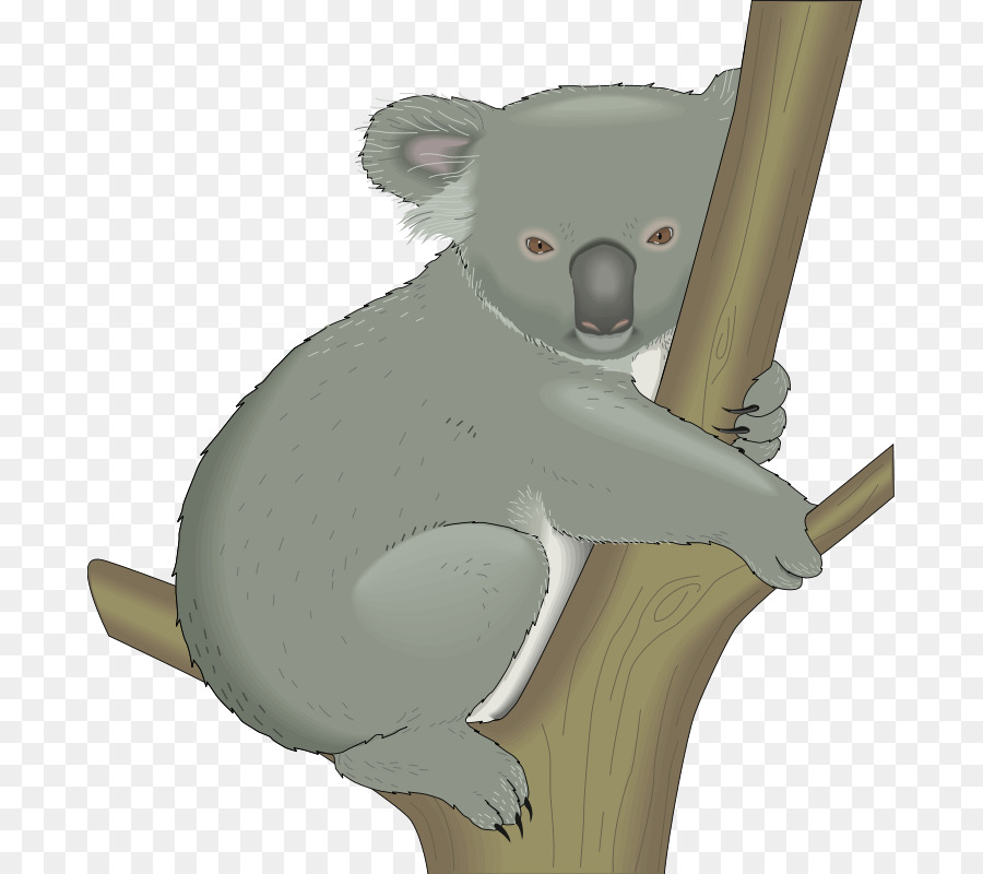 Koala，Ayı PNG