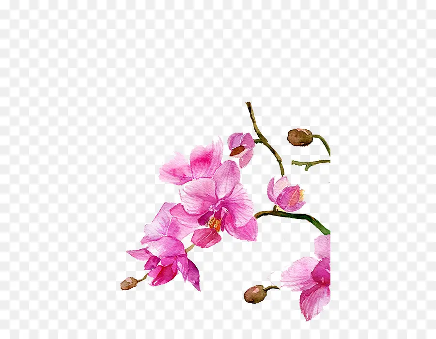 Çiçek Suluboya，Suluboya Resim PNG