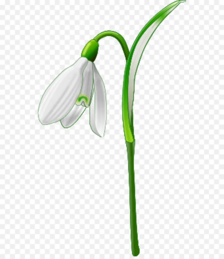 Galanthus Nivalis，Bilgisayar Simgeleri PNG