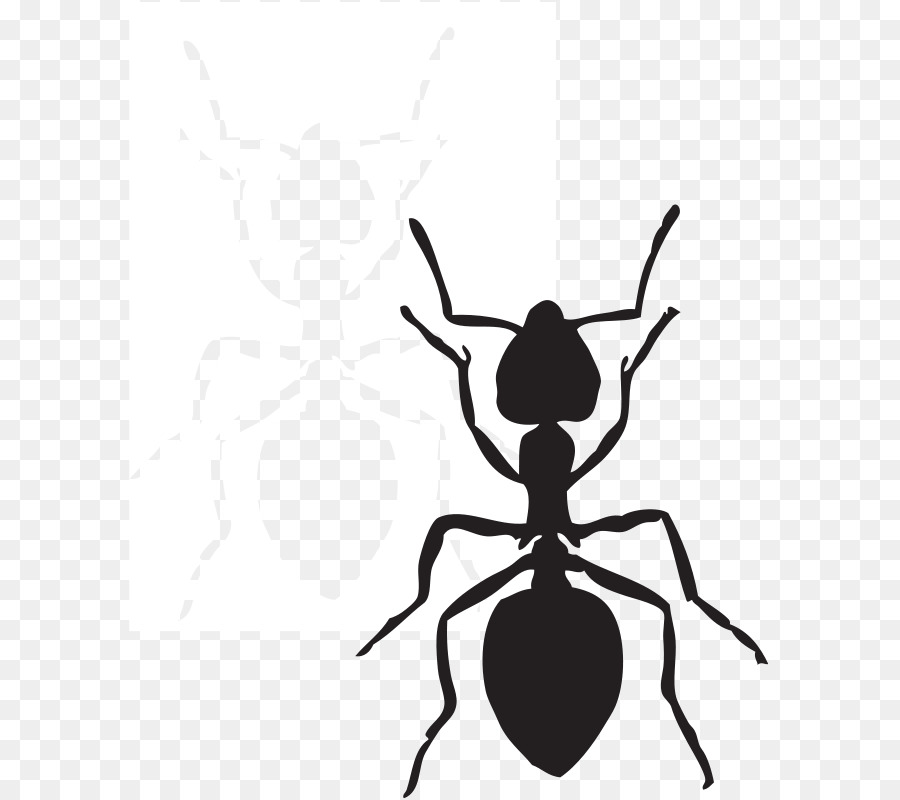 Karınca，Ücretsiz Içerik PNG