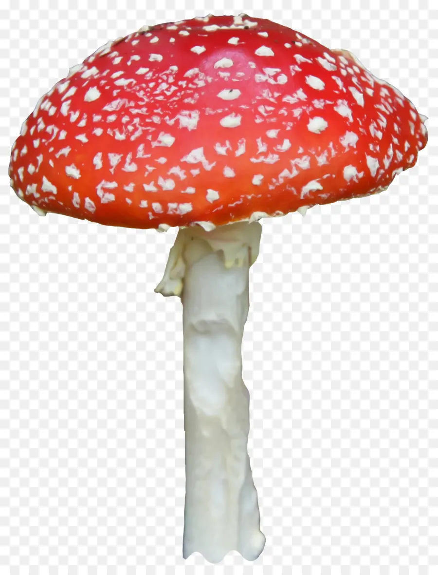 Mantar，Amanita PNG