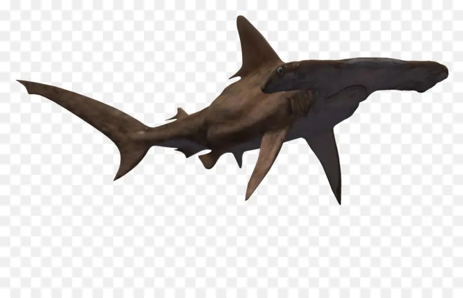 Köpekbalığı，Hammerhead Köpekbalığı PNG