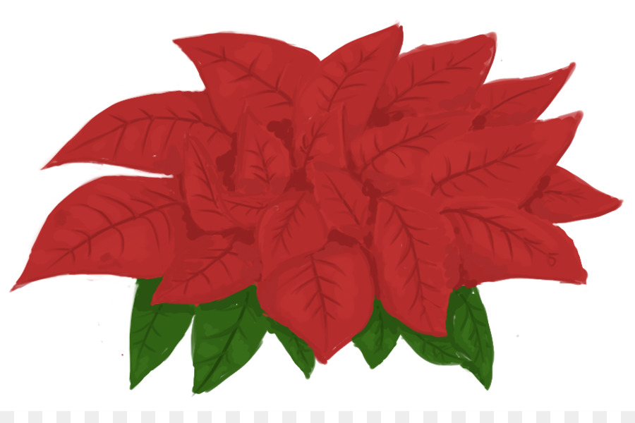 Poinsettia，Kağıt PNG