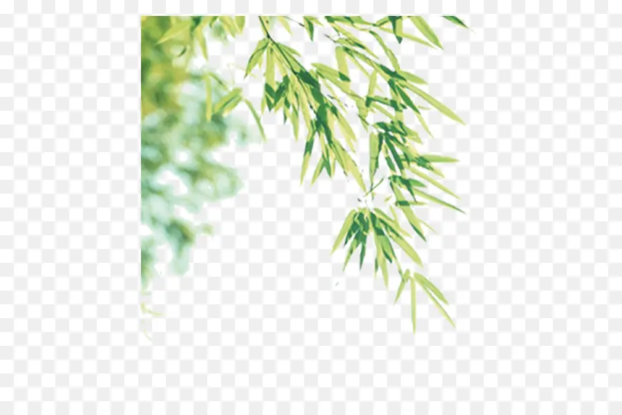 Bambu，ücretsiz PNG