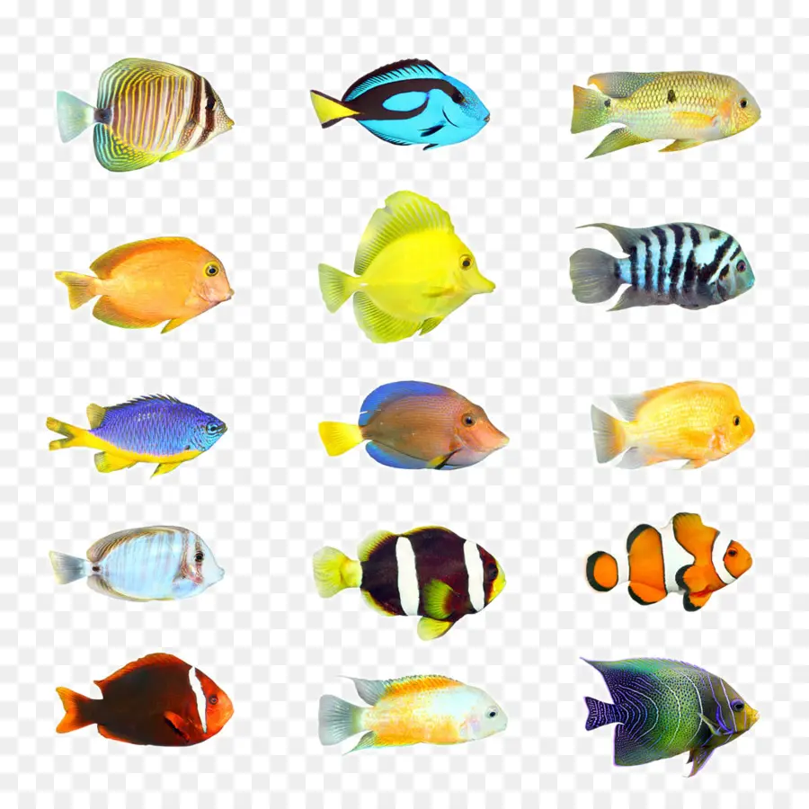 Tropikal Balık，Balık PNG