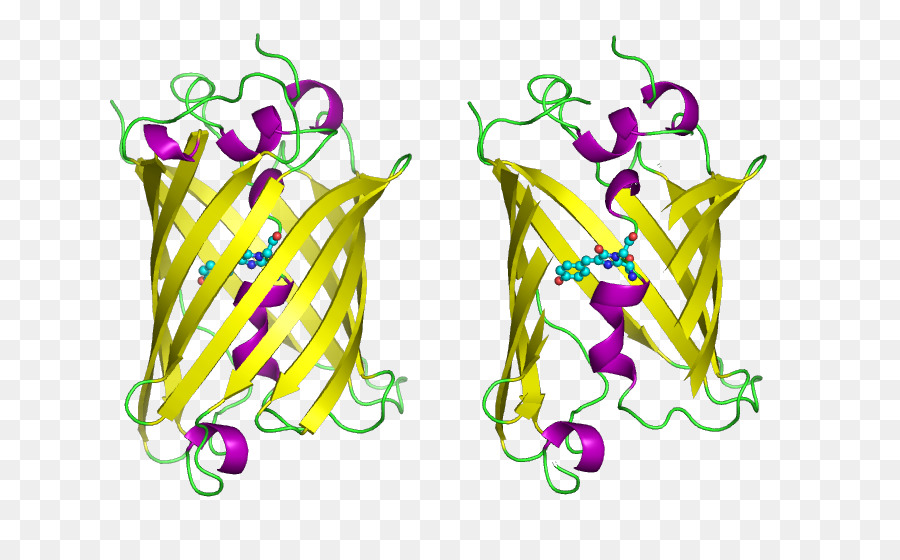 Deniz Anası，Yeşil Floresan Protein PNG