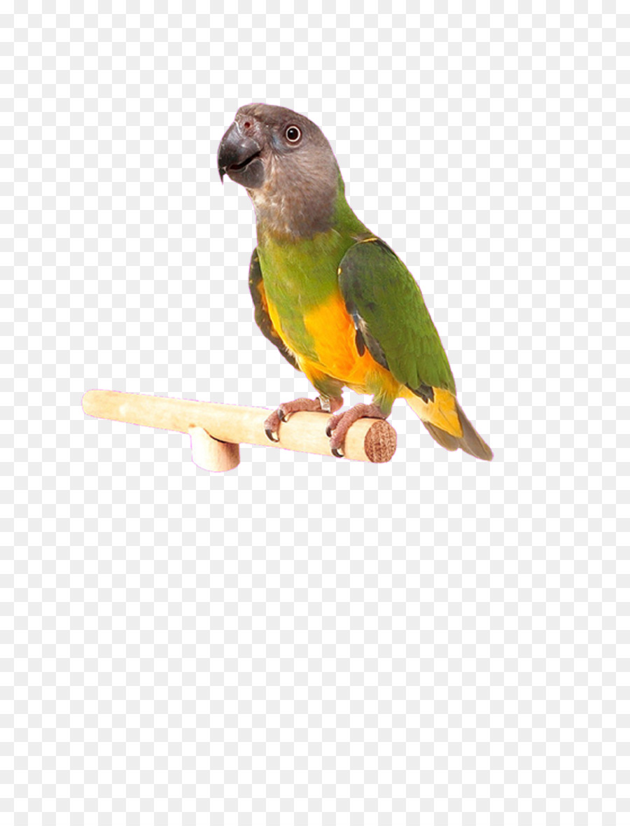 Kuş，Muhabbetkuşu PNG