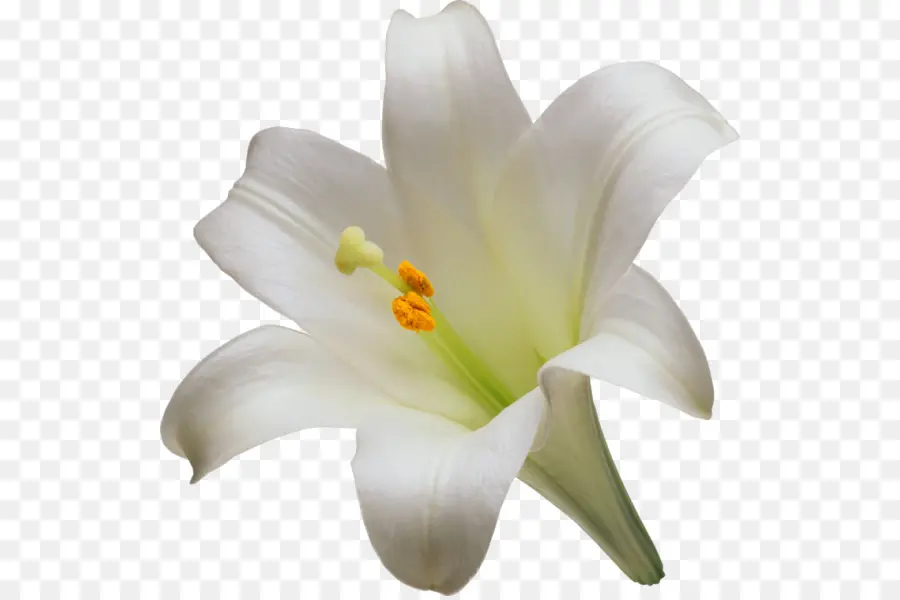 Paskalya Lily，Lily Beyaz PNG