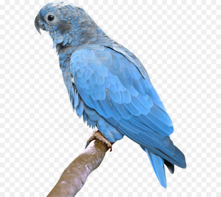 Kuş，Gerçek Papağan PNG