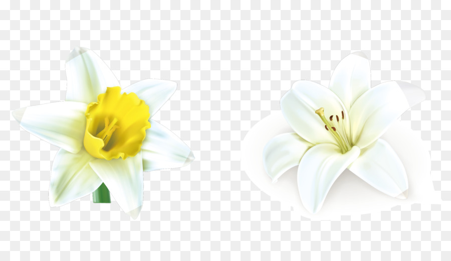 Lily Beyaz，Kesme çiçekler PNG