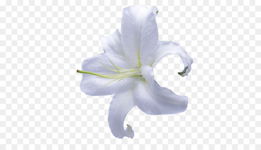 Zambak，çiçek PNG