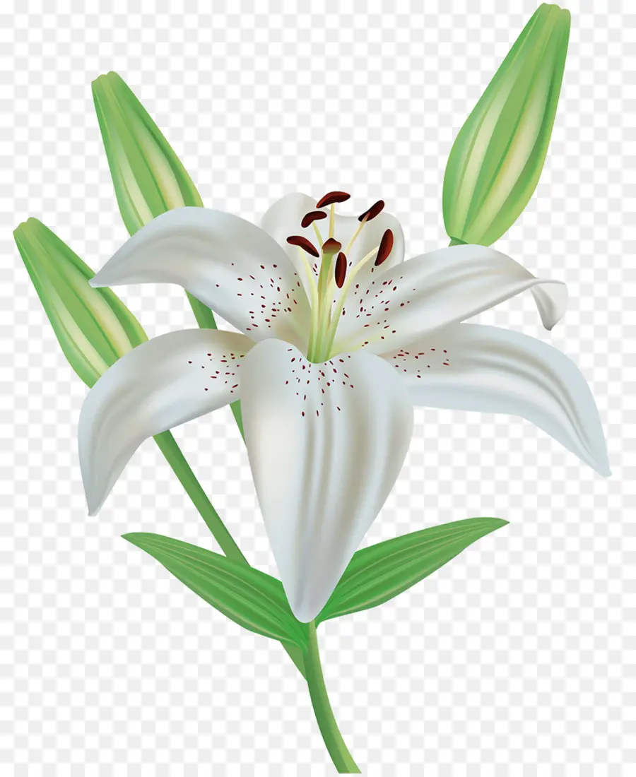 Paskalya Lily，çiçek PNG