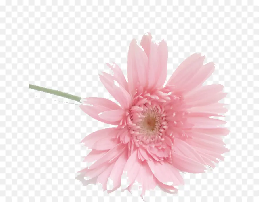 çiçek，Auglis PNG