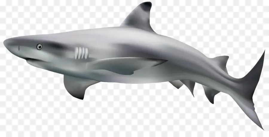 Köpek Balığı，Büyük Beyaz Köpek Balığı PNG