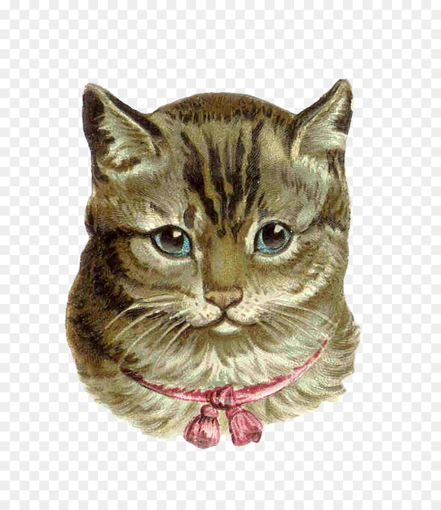 Pembe kedi Yavru kedi Tekir kedi küçük resim Victoria hayvan