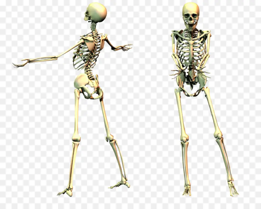 İskeletler，Kemikler PNG