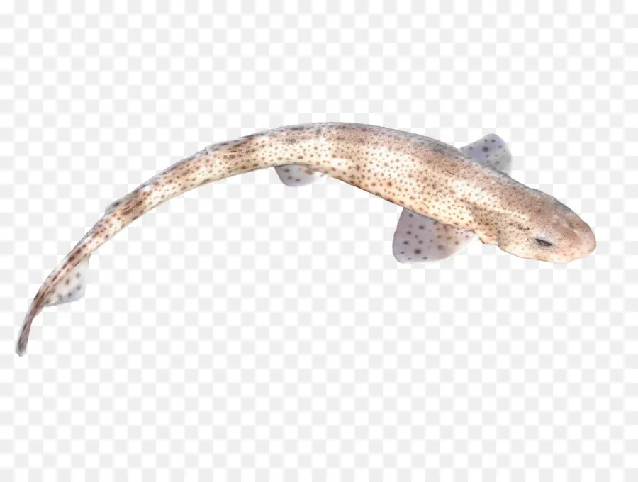 Küçük Noktalı Catshark，Balık PNG