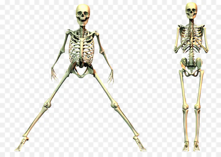 İskeletler，Kemikler PNG