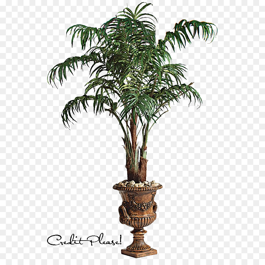 Arecaceae，Ağaç PNG