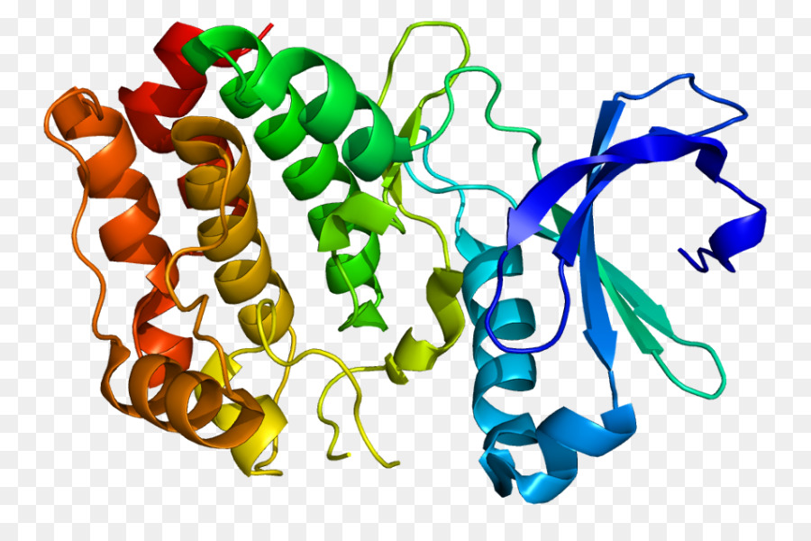 Serinethreoninespesifik Protein Kinaz，Kinaz PNG