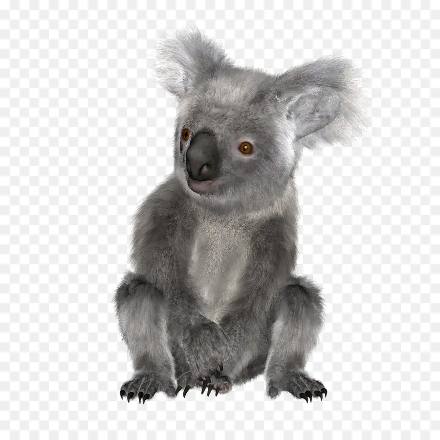 Koala，Avustralya PNG