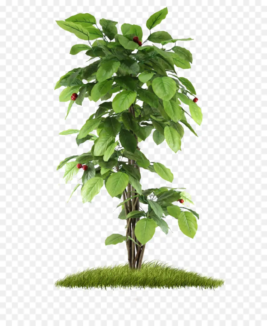 Ağaç，Meyve Ağacı PNG