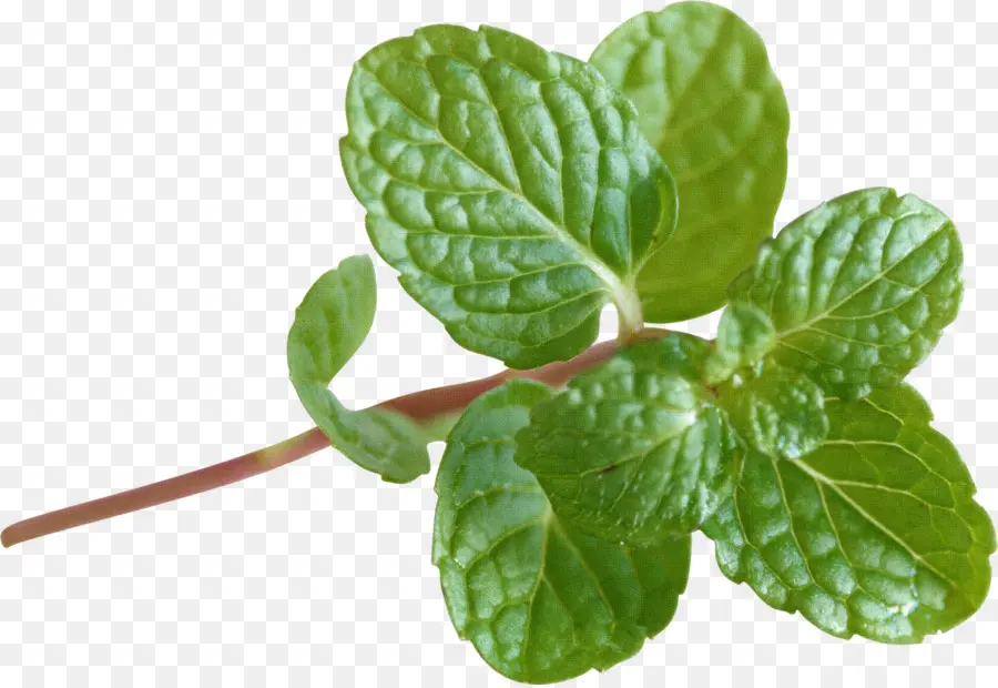 Mentha Spicata，Nane PNG