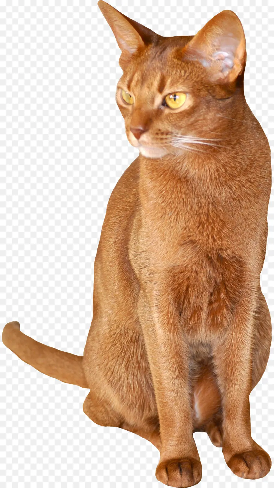 Kedi，Evcil Hayvan PNG