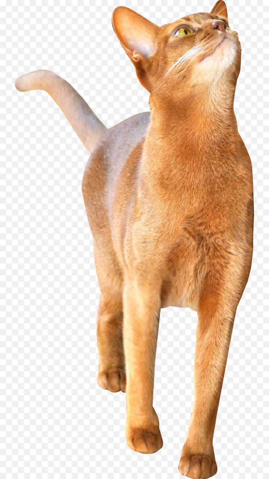 Turuncu Kedi，Kedi PNG