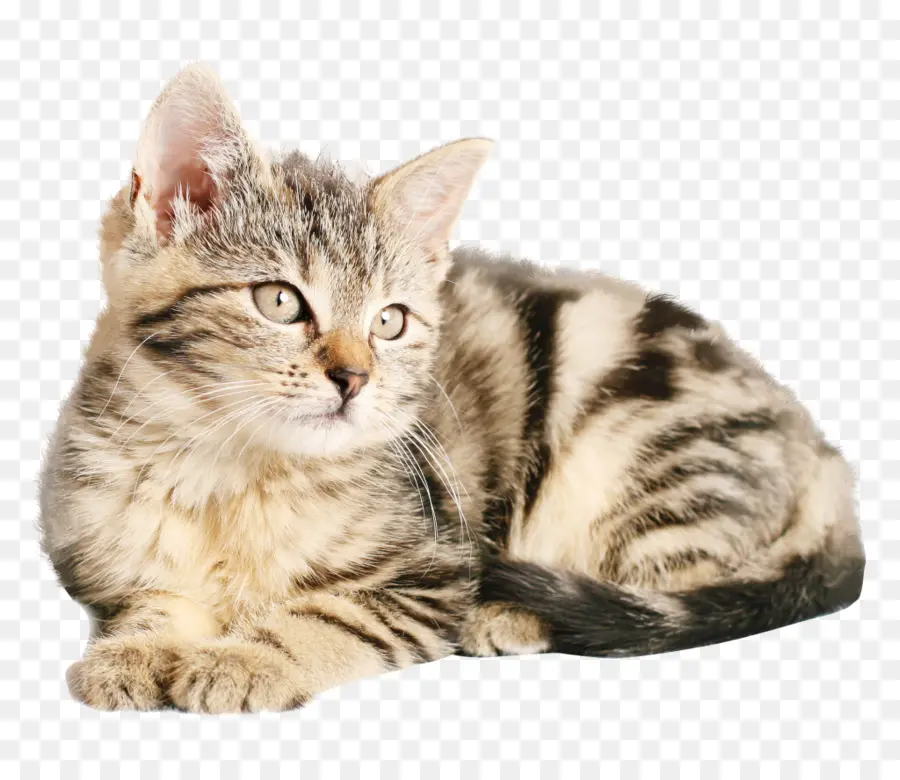 Yavru Kedi，Kedi PNG