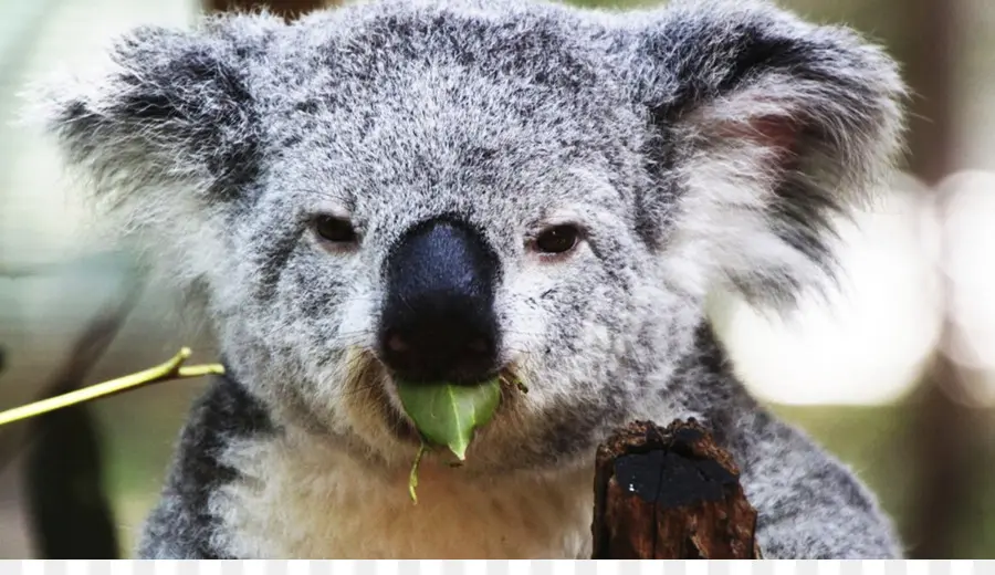 Koala Yeme，Yaprak PNG