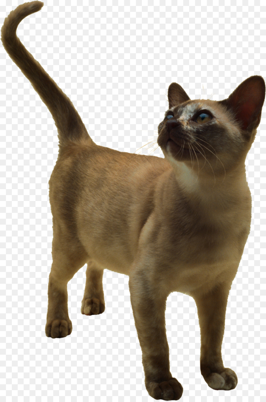 Kahverengi Kedi，Kedi PNG