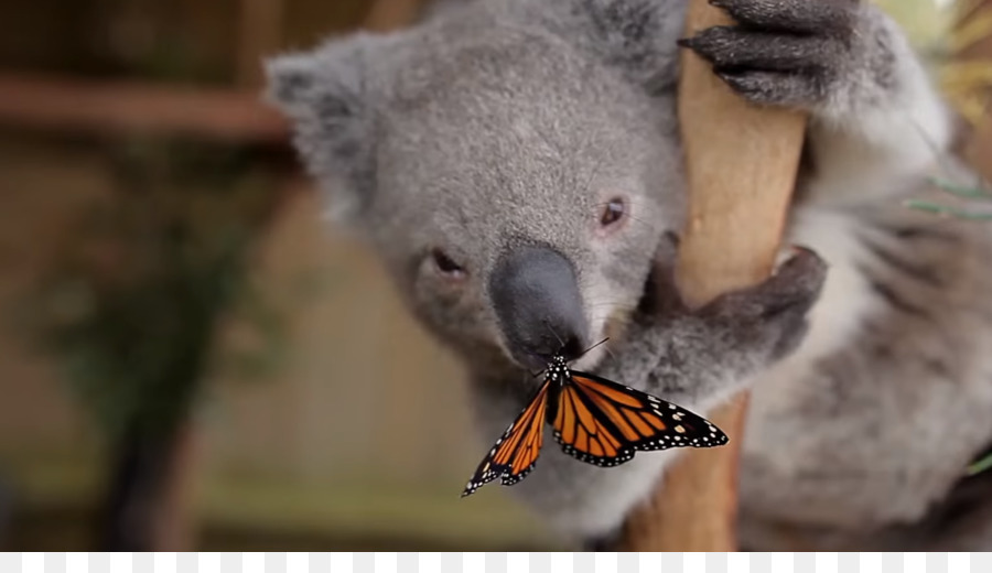 Avustralya Hayvanat Bahçesi，Symbio Vahşi Hayat Parkı PNG