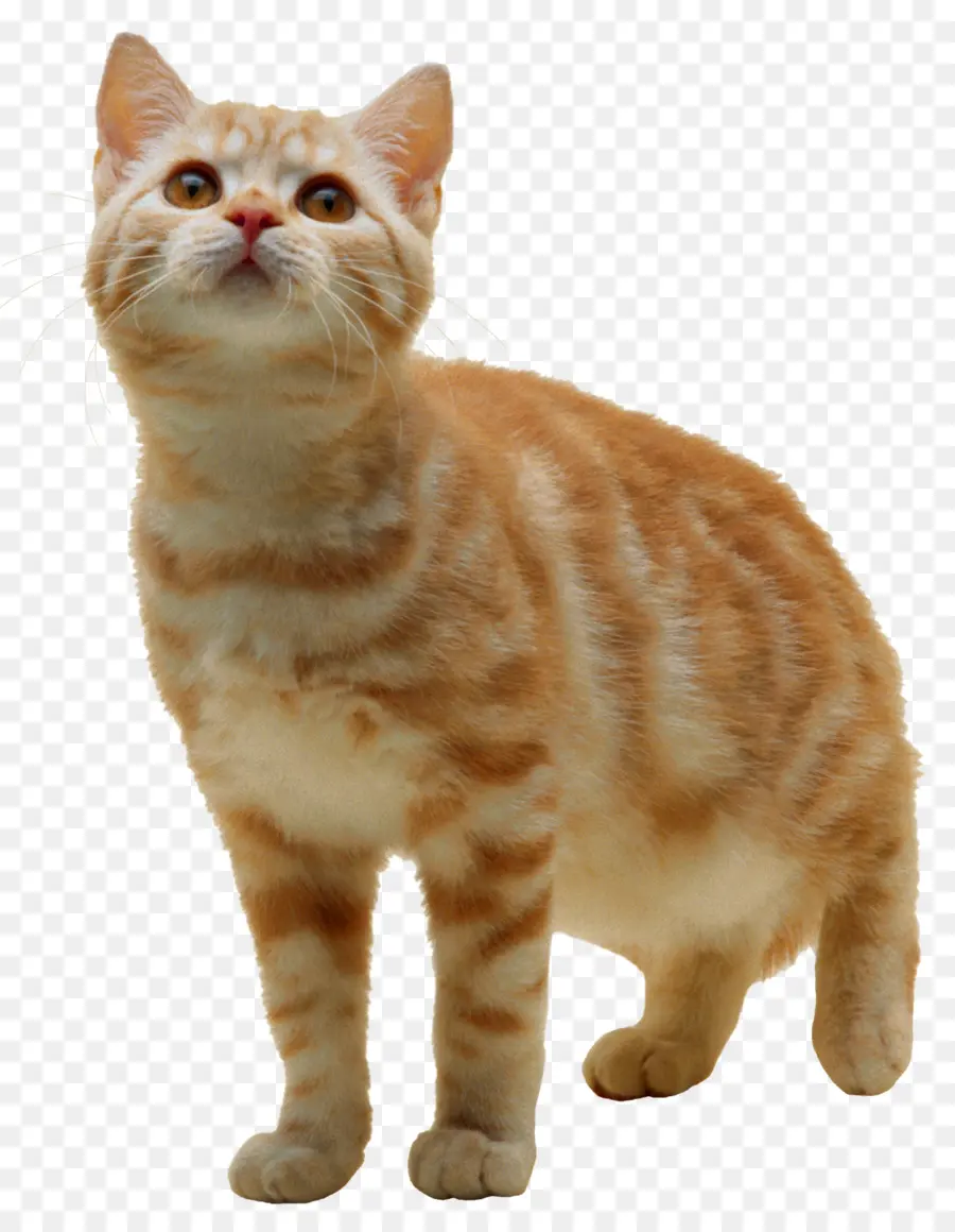 Turuncu Kedi，Yavru Kedi PNG